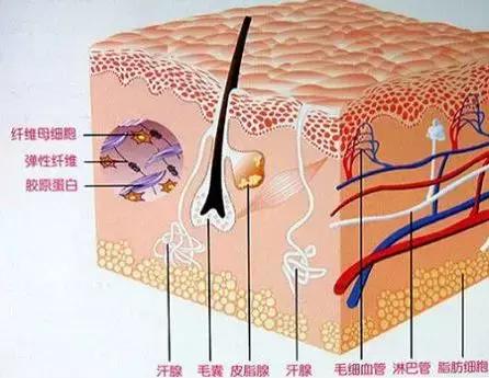 为什么用烟酰胺皮肤会变黄,烟酰胺原液用了会长毛吗