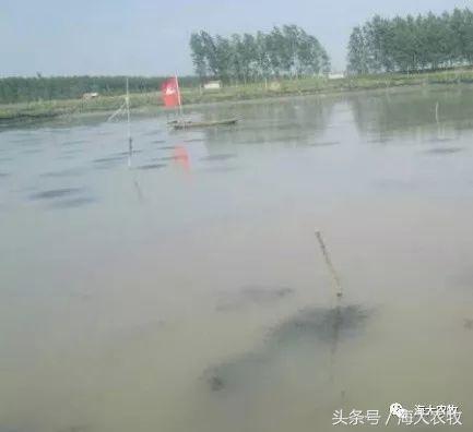 河蟹塘清塘的一些关注事项,河蟹塘消毒用什么好