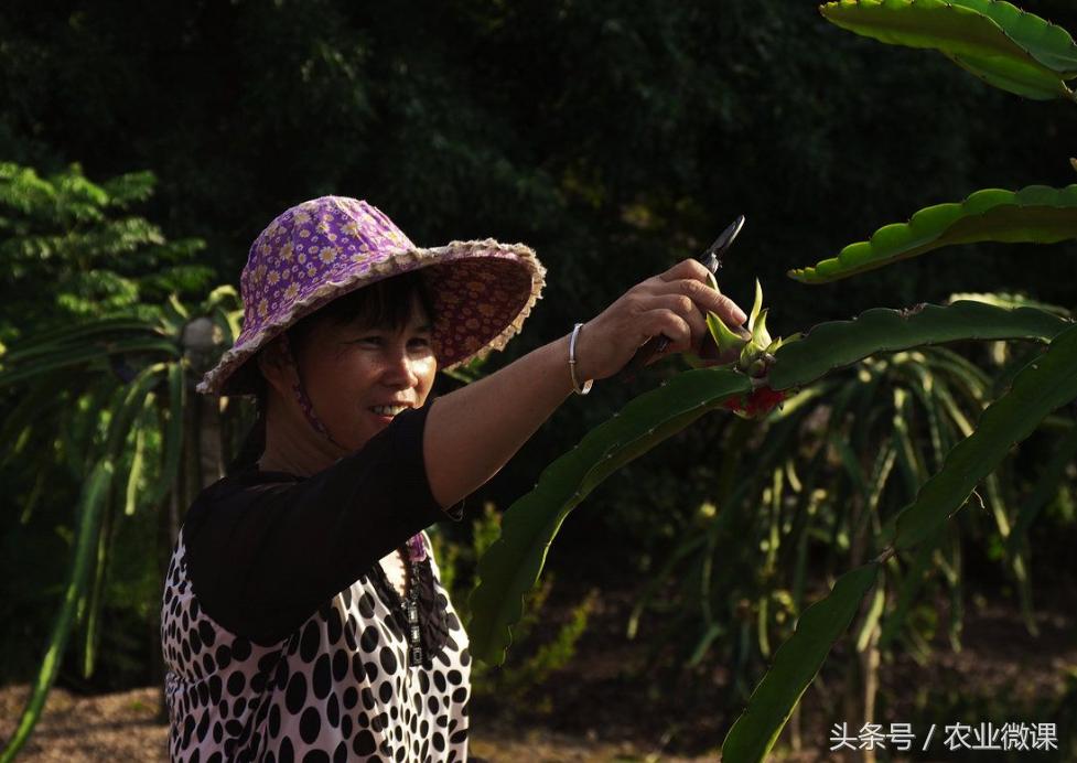 火龙果长芽是怎么回事,火龙果长芽了怎么回事