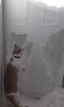 狗和猫的不同点有哪些,狗和猫在雪中的脚印有什么区别