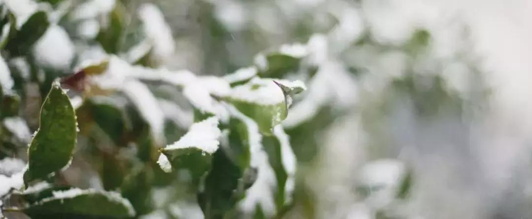 狗和猫的不同点有哪些,狗和猫在雪中的脚印有什么区别