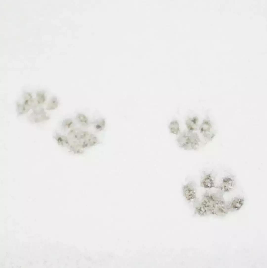 狗和猫的不同点有哪些,狗和猫在雪中的脚印有什么区别