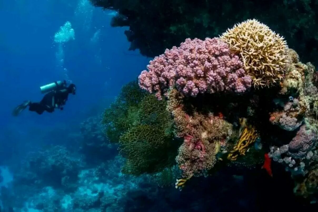 潜水海南三亚,三亚潜水的最佳时间