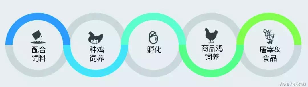 开封禾丰白羽肉鸡苗,禾丰白羽肉鸡排名