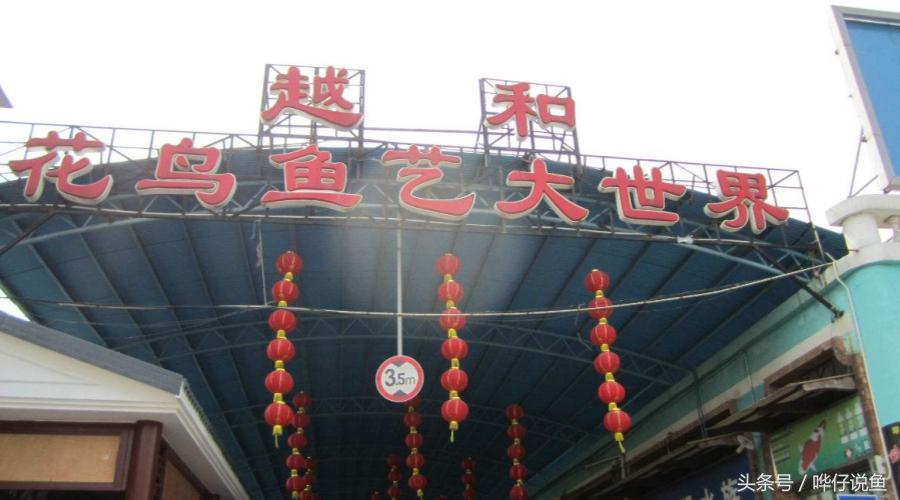 《告水族行业从业人员书》——奇妙的水族店，猥琐的水族店