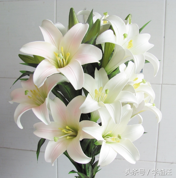 香水百合水养和土养花期区别,香水百合水培怎么养开花比较快