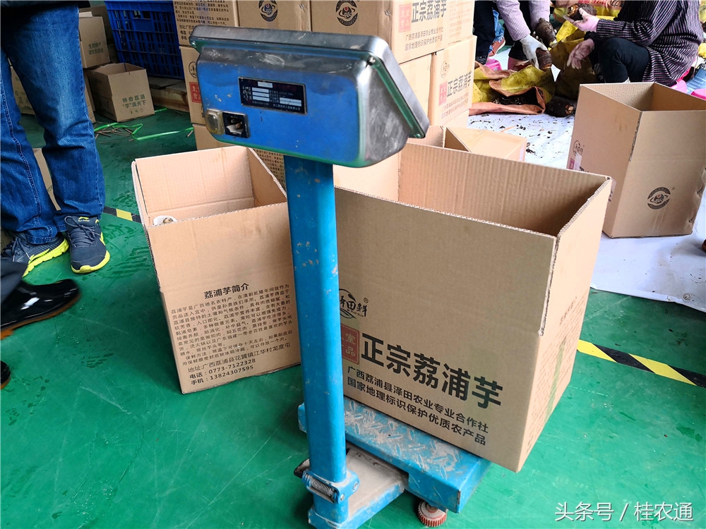 荔浦芋头刘罗锅完整视频,广西桂林荔浦芋头哪里最好