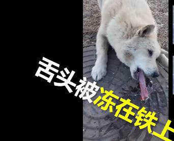 狗狗舌头舔下井盖,狗舌头粘井盖