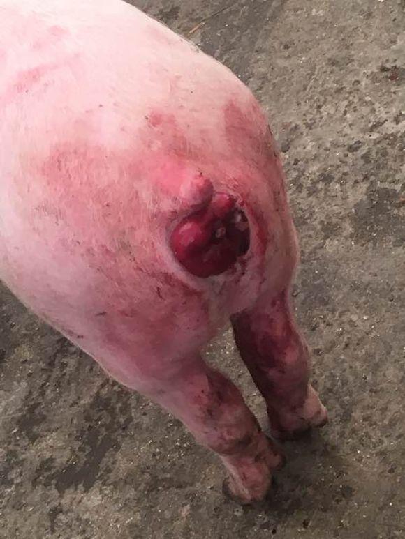 不要小瞧身上任何小毛病,现在大批猪死的是什么病