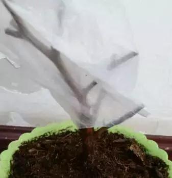 买的花蔫了怎么救活,花快要蔫了还能救活吗