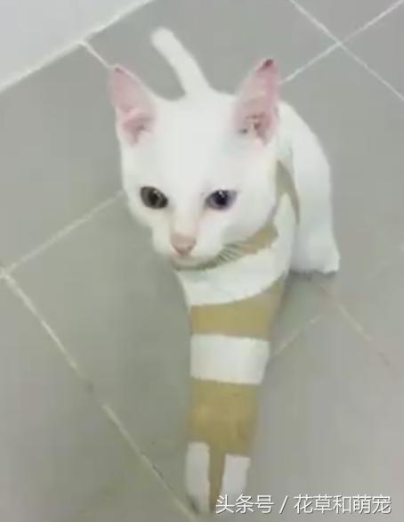 猫咪受伤了猫咪来安慰,猫咪骨折怎么帮助小猫缓解疼痛