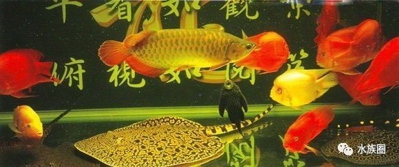 魟鱼养殖技术视频大全,魟鱼饲养入门