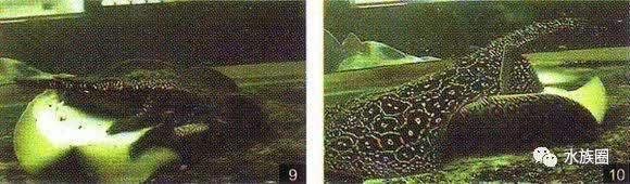 魟鱼养殖技术视频大全,魟鱼饲养入门