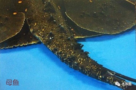 魟鱼养殖技术视频大全,魟鱼饲养入门