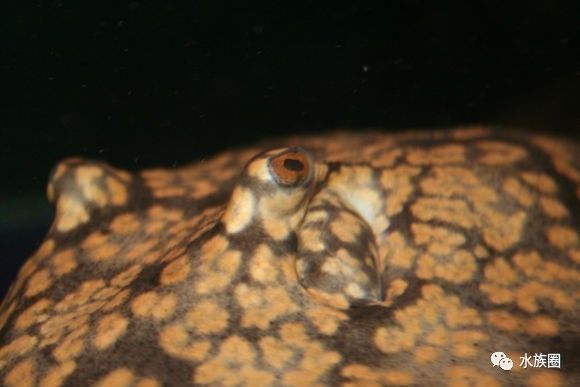 魟鱼养殖技术视频大全,魟鱼饲养入门