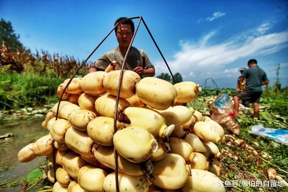 苏北丰沛老家的美食——凉拌藕