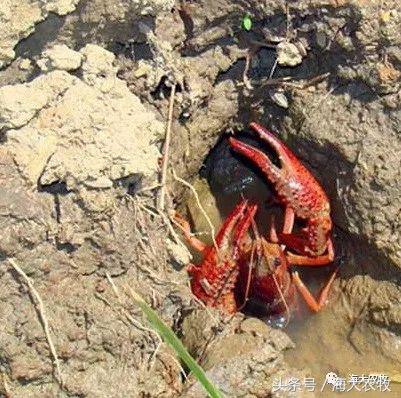 河蟹塘清塘的一些关注事项,河蟹塘消毒用什么好