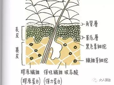 为什么用烟酰胺皮肤会变黄,烟酰胺原液用了会长毛吗