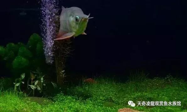 龙鱼和草缸怎么玩？用手玩！