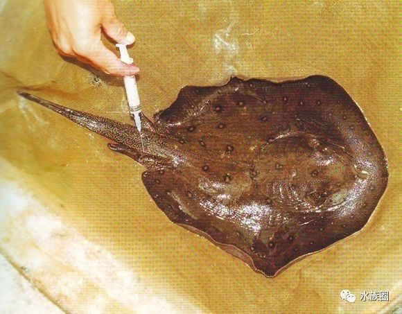 魟鱼养殖技术视频大全,魟鱼饲养入门