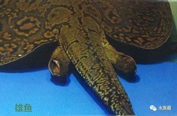 魟鱼养殖技术视频大全,魟鱼饲养入门