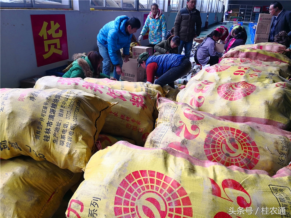 荔浦芋头刘罗锅完整视频,广西桂林荔浦芋头哪里最好