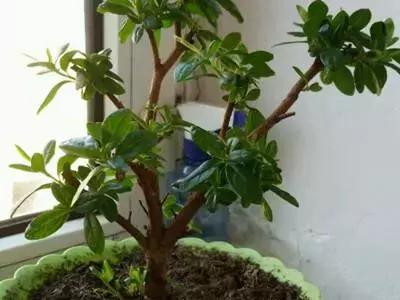 买的花蔫了怎么救活,花快要蔫了还能救活吗