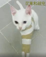 猫咪受伤了猫咪来安慰,猫咪骨折怎么帮助小猫缓解疼痛