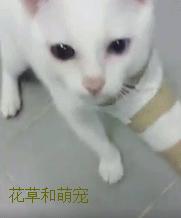 猫咪受伤了猫咪来安慰,猫咪骨折怎么帮助小猫缓解疼痛