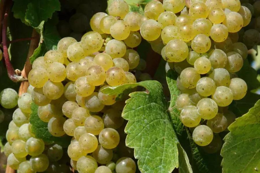 德国葡萄酒酒标解读,解读德国葡萄酒标