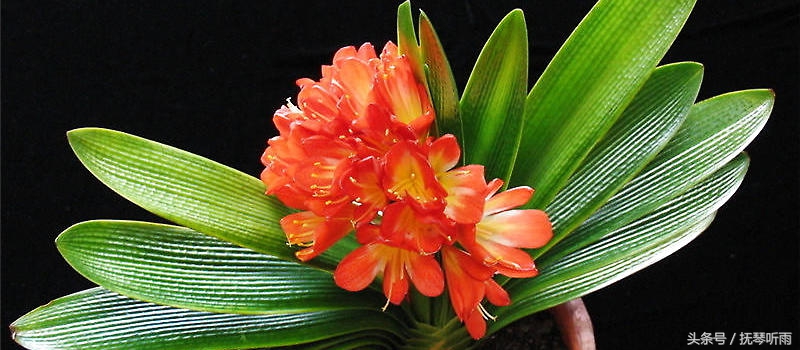 君子兰品种鉴别,美国君子兰品种鉴别