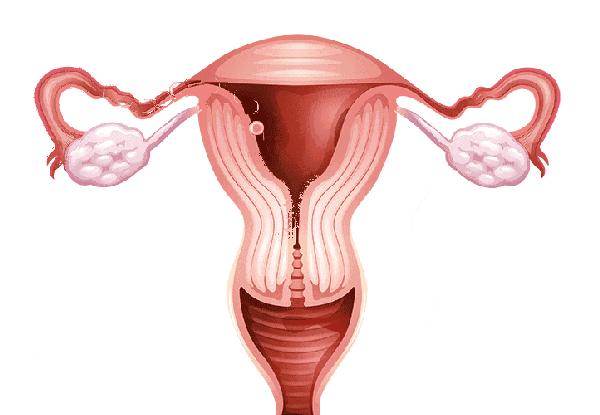 谢娜跟张杰是有双胞胎基因吗,谢娜张杰第一胎是双胞胎吗