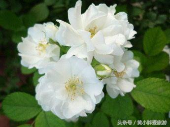 陆羽茶经茶之源原文,陆羽茶经的精髓