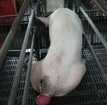 不要小瞧身上任何小毛病,现在大批猪死的是什么病