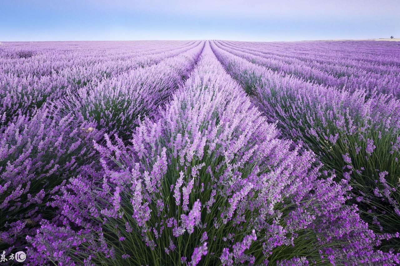 薰衣草传说,薰衣草花语歌曲