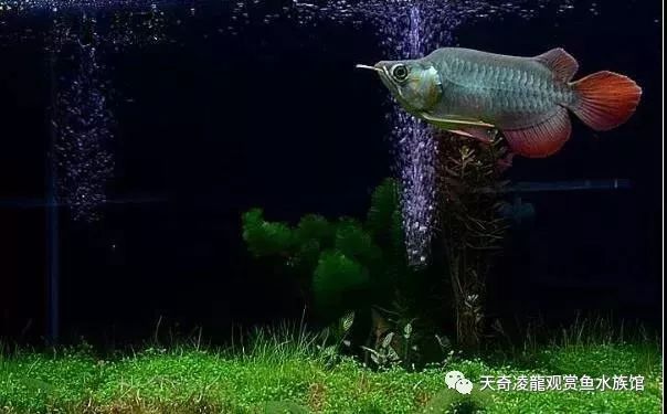 龙鱼和草缸怎么玩？用手玩！