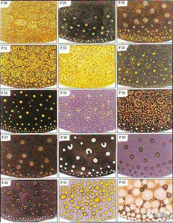 魟鱼养殖技术视频大全,魟鱼饲养入门