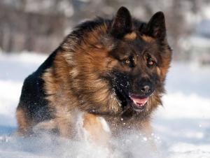 德国黑背牧羊犬能长多大,德国黑背牧羊犬直播间