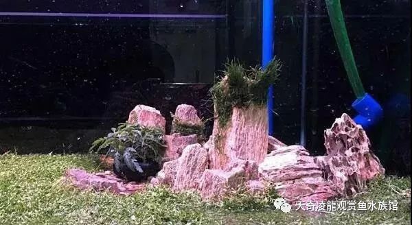 龙鱼和草缸怎么玩？用手玩！