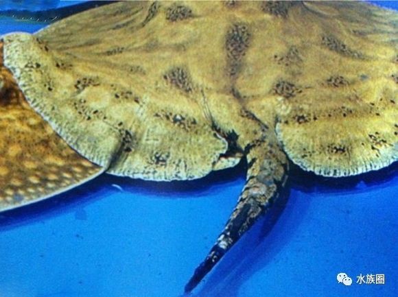 魟鱼养殖技术视频大全,魟鱼饲养入门