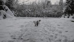 别担心，医学院的猫都还挺好的