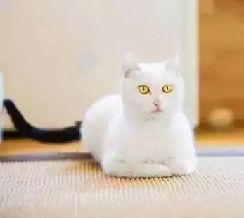 喵星人的江湖完整版,猫的江湖地位