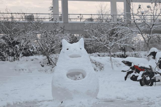 别担心，医学院的猫都还挺好的