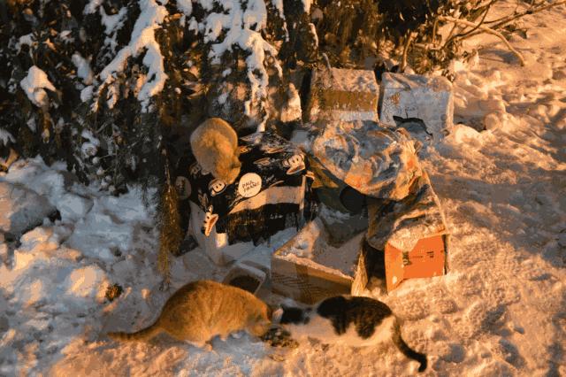 别担心，医学院的猫都还挺好的