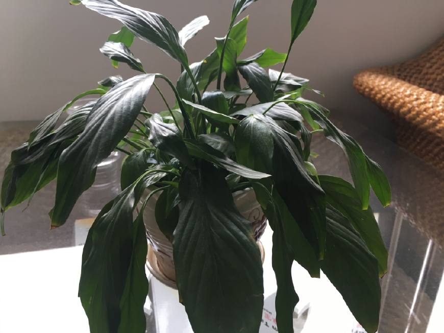 一帆风顺叶片萎蔫可以剪了吗,一帆风顺叶片萎蔫下垂