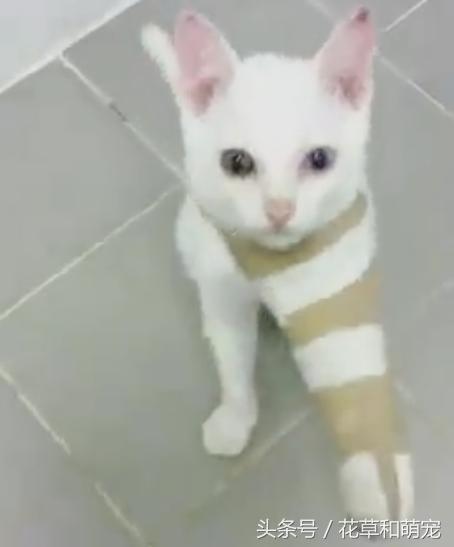 猫咪受伤了猫咪来安慰,猫咪骨折怎么帮助小猫缓解疼痛