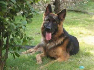 德国黑背牧羊犬能长多大,德国黑背牧羊犬直播间