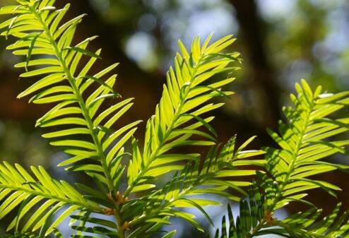 红豆杉盆景行情,红豆杉多少一盆