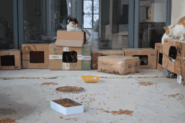 别担心，医学院的猫都还挺好的