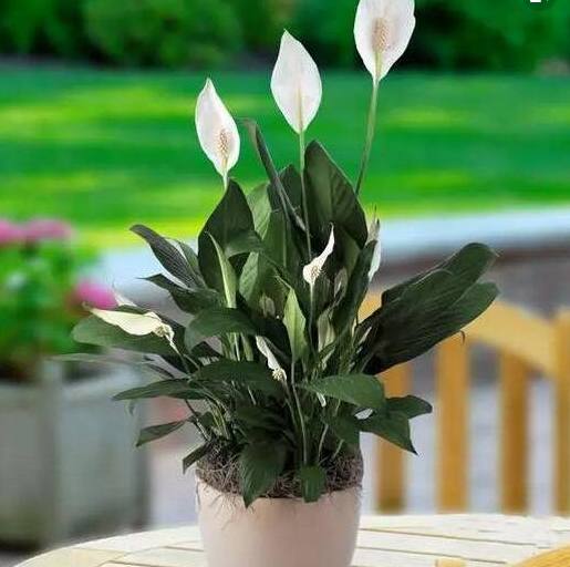 一帆风顺叶片萎蔫可以剪了吗,一帆风顺叶片萎蔫下垂